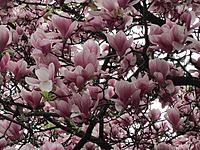     
: sakura2016_3a.jpg
: 236
:	84.1 
ID:	589258