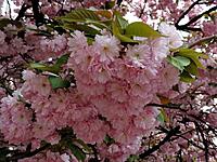     
: sakura_fest_2016_uzhe_skoro_v_uzhgorode_video_preview_medium.jpg
: 230
:	67.3 
ID:	589262