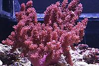     
: coralcolt_28133.jpg
: 510
:	52.8 
ID:	643874