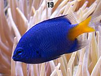     
: yellow-tail-blue-damsel.jpg
: 440
:	108.5 
ID:	643959