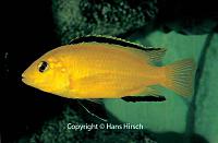     
: labidochromis-caeruleus.jpg
: 466
:	32.2 
ID:	13764