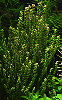     
:   ,Rotala perls.jpg
: 671
:	108.7 
ID:	471141