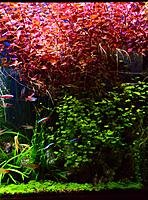     
:    (Ludwigia palustris super red)..jpg
: 678
:	117.8 
ID:	471152