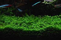     
:   (Hemianthus callitrichoides cuba)1.jpg
: 584
:	60.5 
ID:	481177