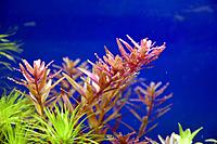     
:     (Rotala rotundifolia, Rotala indica.jpg
: 450
:	55.2 
ID:	481184