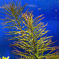     
:   (Ludwigia sp. Tornado).jpg
: 480
:	132.5 
ID:	482989