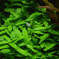     
:  (Staurogyne repens).jpg
: 535
:	75.2 
ID:	482992