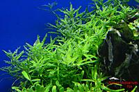     
:   , (Rotala rotundifolia sp green).jpg
: 463
:	457.5 
ID:	592741