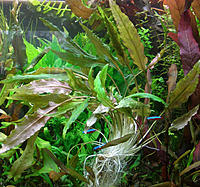     
:    (Cryptocoryne beckettii petchii).jpg
: 280
:	415.5 
ID:	626997