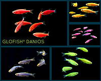     
: f-glofish_d.jpg
: 443
:	32.2 
ID:	575158