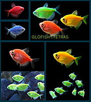     
: f-glofish_t.jpg
: 367
:	51.2 
ID:	588857