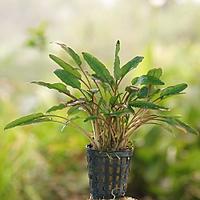     
: Cryptocoryne wendtii green, gr?ner Wendtscher Wasserkelch.jpg
: 541
:	49.7 
ID:	427713