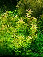     
: Rotala macrandra wavy.jpg
: 513
:	100.6 
ID:	427716