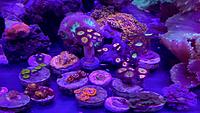     
: Zoa.jpg.jpg
: 129
:	134.7 
ID:	683607