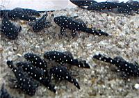     
: L184 (Brilliant Bristlenose Pleco) .jpg
: 1119
:	67.3 
ID:	512254