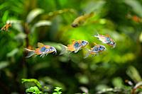     
:   - Corydoras venezuelanus Orange.jpg
: 985
:	62.3 
ID:	525621