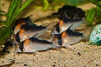     
:  (Corydoras duplicareus_).jpg
: 978
:	98.4 
ID:	525623