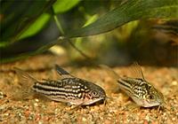     
:  Corydoras nanus._.jpg
: 972
:	31.5 
ID:	533119