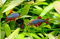     
: 1.  (Danio margaritatus)..jpg
: 806
:	202.7 
ID:	575610