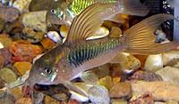     
: corydoras-aeneus_a73fe50f149098600ca70823ced685c7.jpg
: 805
:	66.6 
ID:	575613