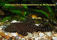     
:   (Ancistrus sp. Rio Paraguay)...jpg
: 773
:	166.6 
ID:	593905