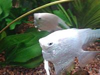     
:  (Scalare White Pearl)..jpg
: 180
:	53.1 
ID:	606114