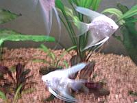     
:  (Scalare White Pearl).jpg
: 190
:	84.1 
ID:	606116