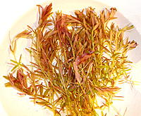     
: rotala indica.JPG
: 166
:	507.7 
ID:	518051