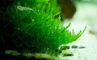     
: moss.jpg
: 445
:	156.4 
ID:	103967