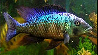     
: african-cichlids-1-hap-you-must-1-520x293.jpg
: 293
:	47.0 
ID:	625003