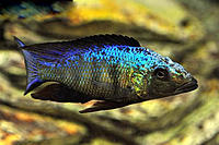     
: fossorochromis_rostratus_male_3.jpg
: 357
:	47.3 
ID:	625004