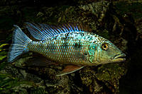     
: Fossorochromis-rostratus004.jpg
: 345
:	179.5 
ID:	625005