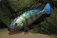     
: tn_fossorochromis_rostratus_08.jpg
: 337
:	68.6 
ID:	625006