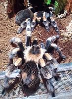     
: smithi breeding.jpg
: 375
:	1.19 
ID:	556157