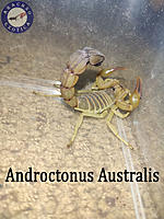     
: Androctonus-Australis.jpg
: 398
:	645.1 
ID:	666645