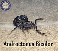     
: Androctonus-Bicolor.jpg
: 506
:	898.9 
ID:	666646