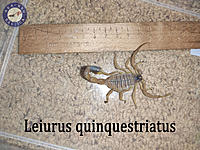     
: Leiurus-quinquestriatus.jpg
: 442
:	894.1 
ID:	666647