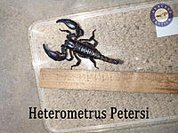     
: Heterometrus-Petersi.jpg
: 475
:	890.1 
ID:	666648