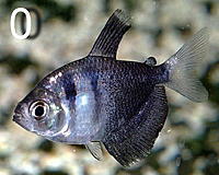     
: black-skirt-tetra2.jpg
: 689
:	138.2 
ID:	477979