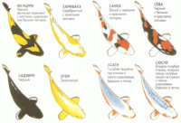     
: koi_classification02.gif
: 550
:	57.5 
ID:	16142