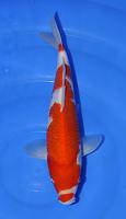     
: Kohaku 30 cm.JPG
: 360
:	39.9 
ID:	222854