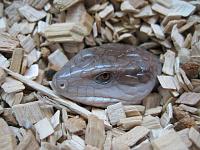     
: skink2.jpg
: 375
:	84.4 
ID:	47418