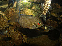     
: severum1.jpg
: 371
:	498.3 
ID:	613407