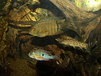     
: severum1_3.jpg
: 319
:	565.2 
ID:	613410