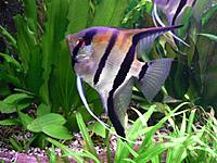     
: (pterophyllumscalare)1.jpg
: 354
:	42.5 
ID:	503030