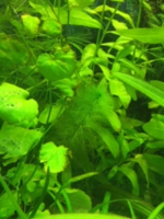     
: image1.png
: 197
:	162.5 
ID:	659633