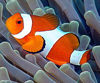     
: Amphiprion_ocellaris_0.jpg
: 545
:	87.4 
ID:	635502