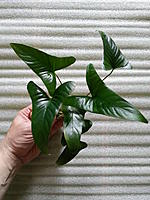     
: Anubias Gracilis.jpg
: 272
:	771.6 
ID:	600216