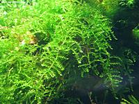     
: moss sp. East Kalimantan 454.jpg
: 357
:	89.8 
ID:	567849