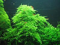     
: rozhdestvenskij-moh-na-lave---christmas-moss_3.jpg
: 436
:	102.0 
ID:	567857